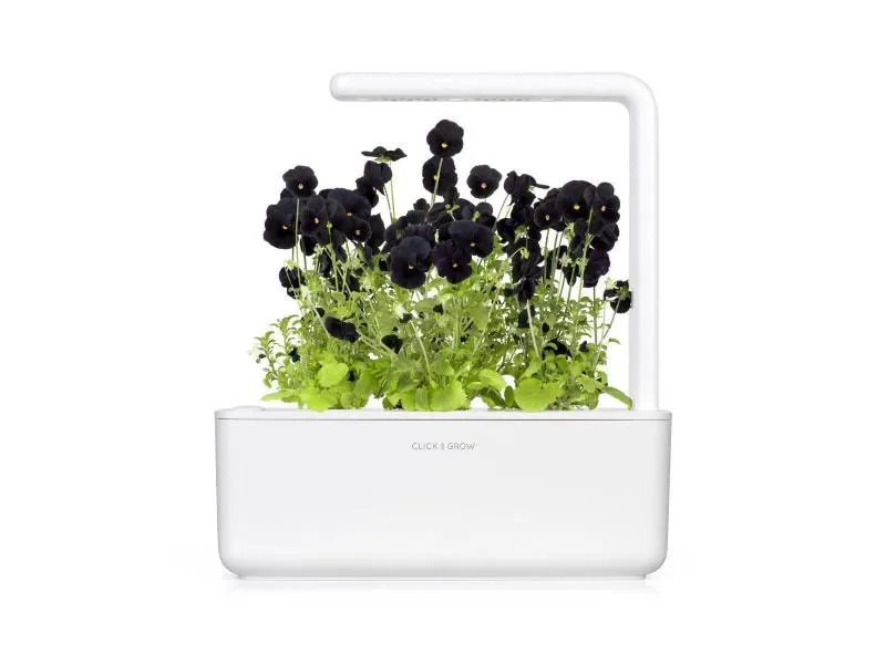 Click and Grow Saatgut Schwarzes Stiefmütterchen Click and Grow Saatgut Schwarzes Stiefmütterchen