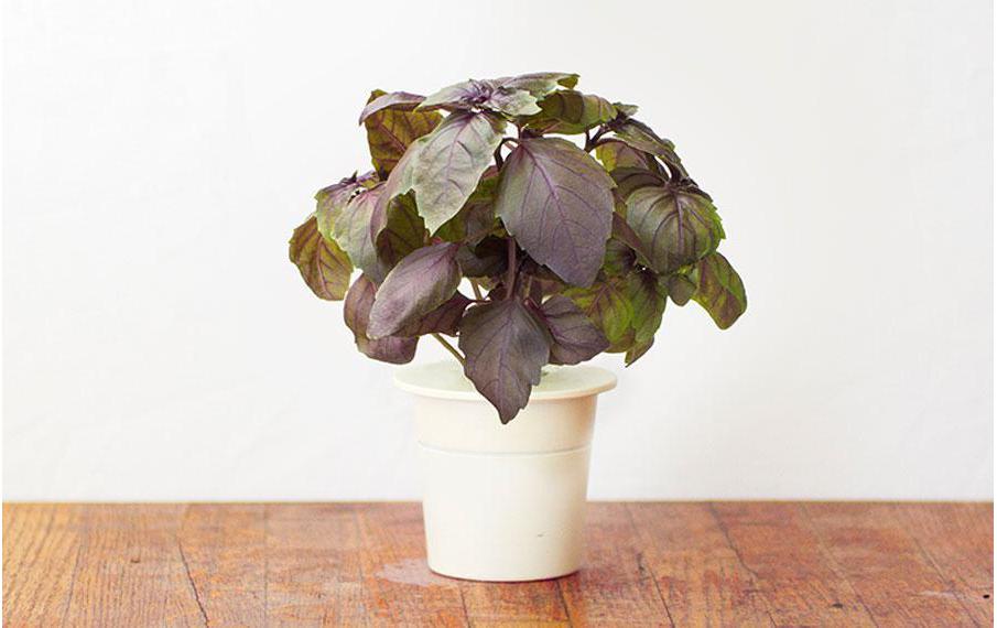 Click and Grow Samen Roter Basilikum