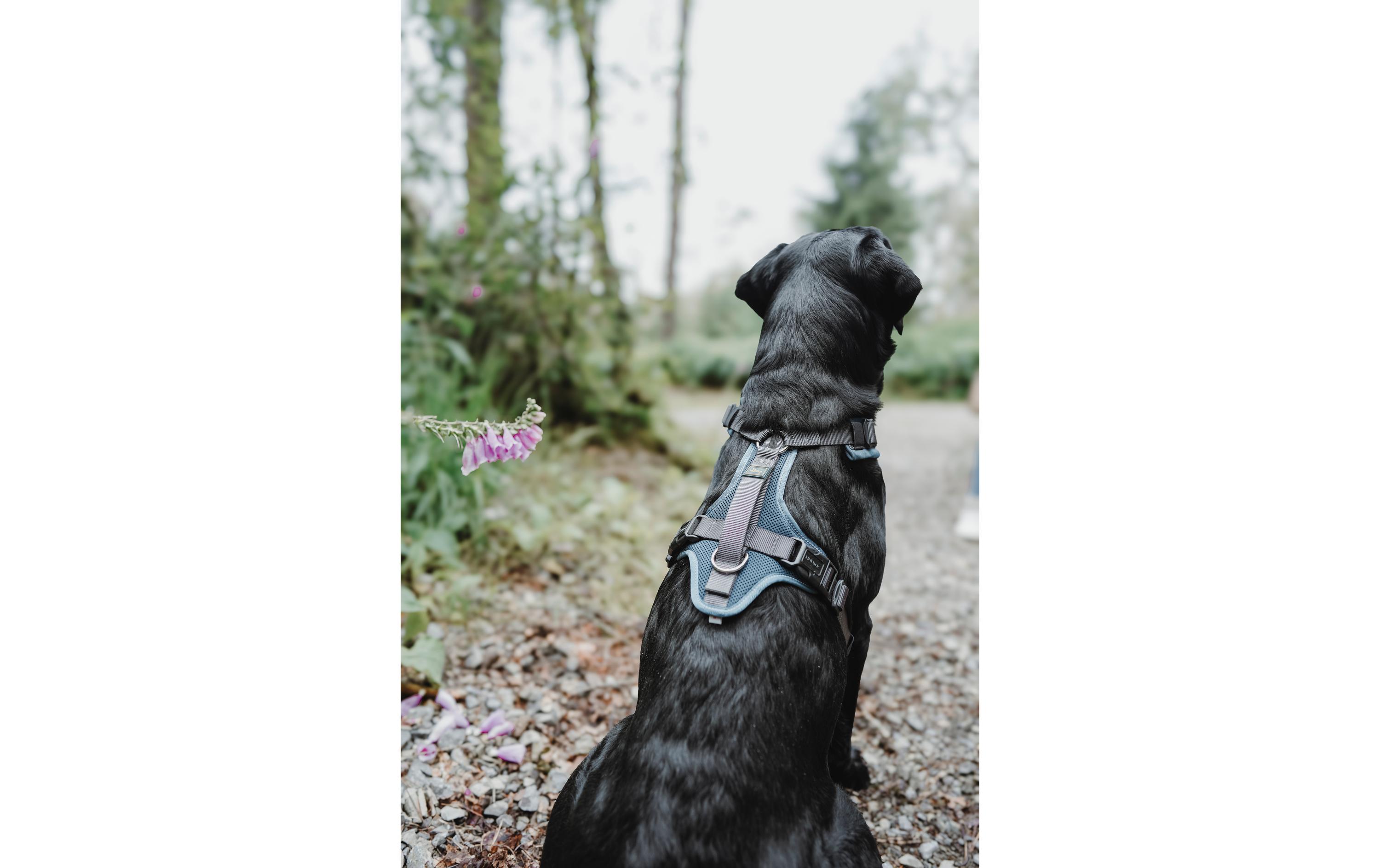 Hunter Geschirr Maldon UP L petrol/grau