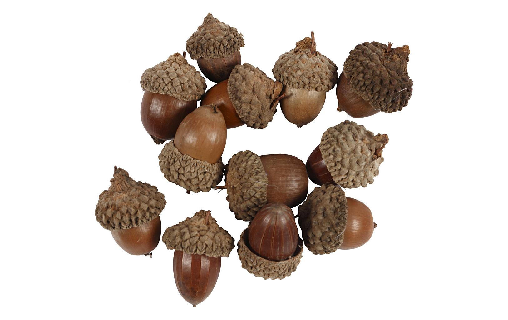 Creativ Company Eicheln 12 Stück Creativ Company Eicheln 12 Stück