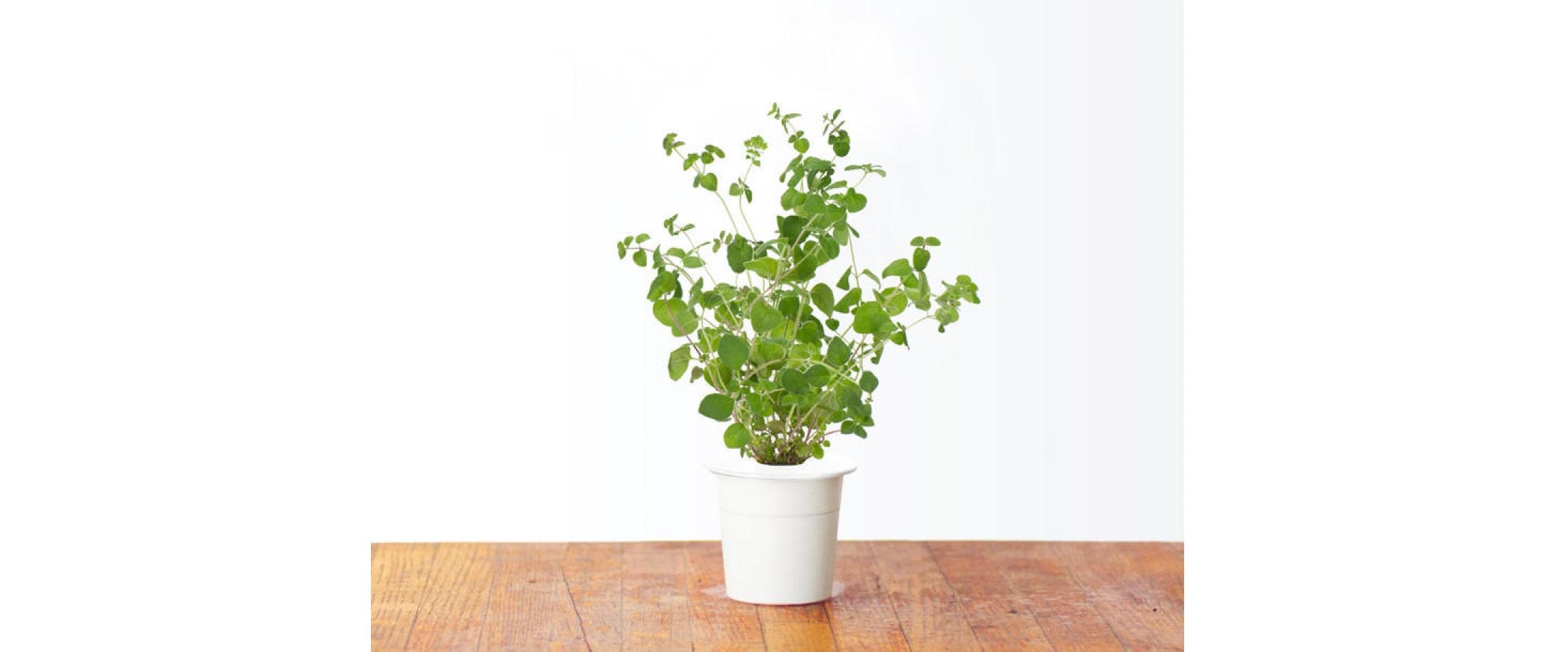 Click and Grow Samen Majoran Click and Grow Samen Majoran