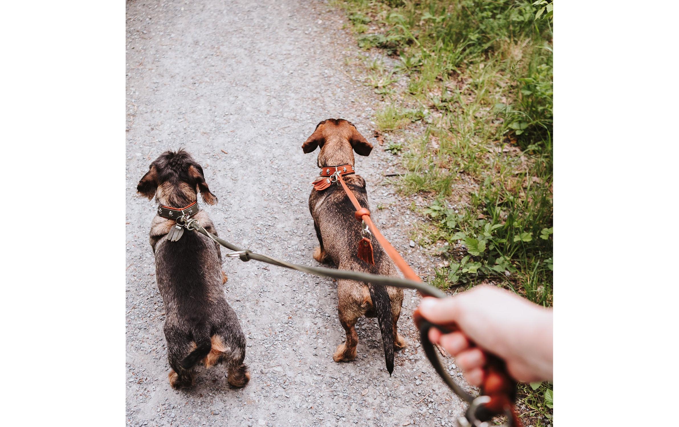 Hunter V-Leine Round München 10/200, Rindsleder, Grün