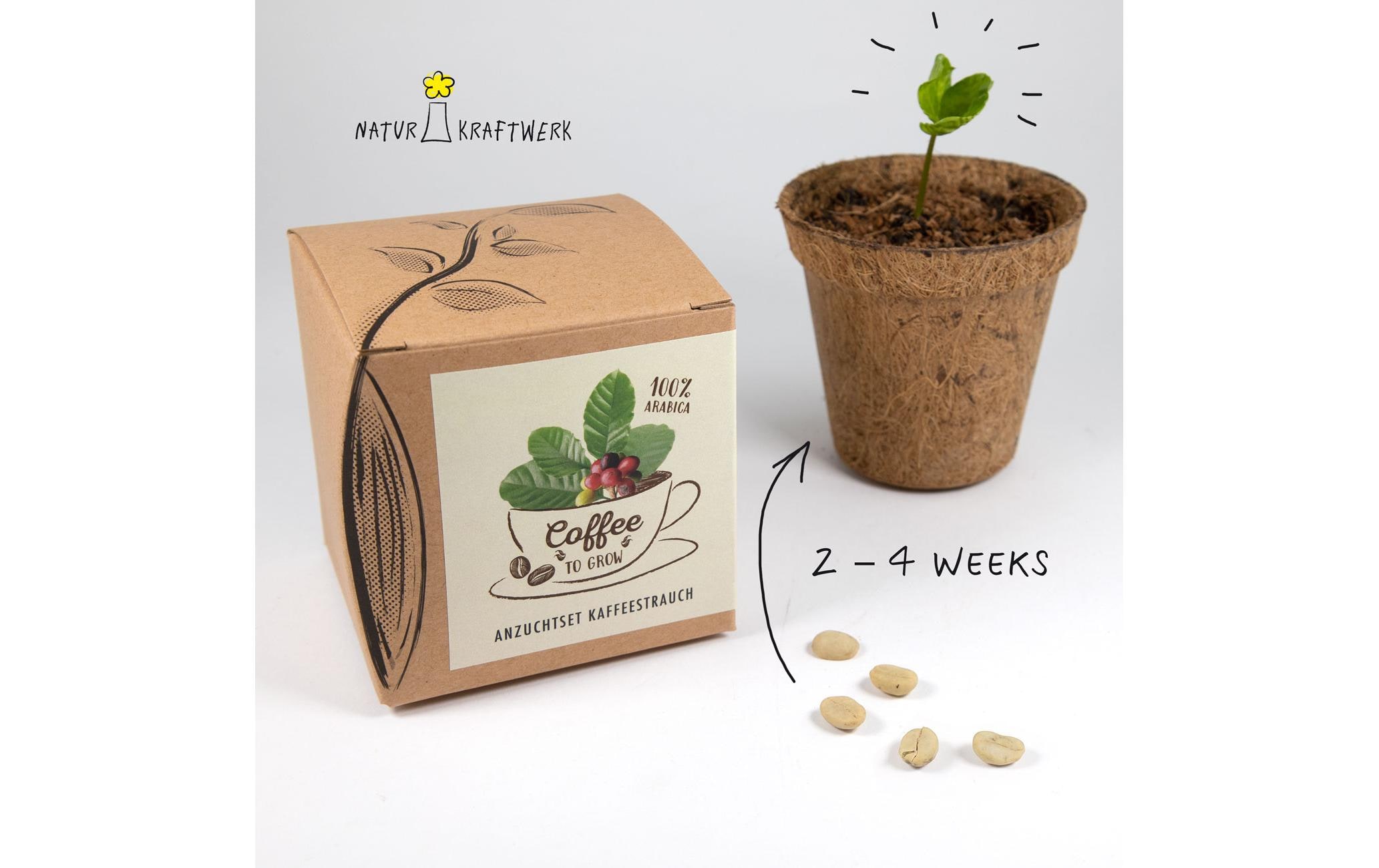 Naturkraftwerk Anzuchtset Coffee-to-grow mit Kaffeesaatgut