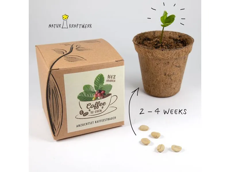 Naturkraftwerk Anzuchtset Coffee-to-grow mit Kaffeesaatgut Naturkraftwerk Anzuchtset Coffee-to-grow mit Kaffeesaatgut