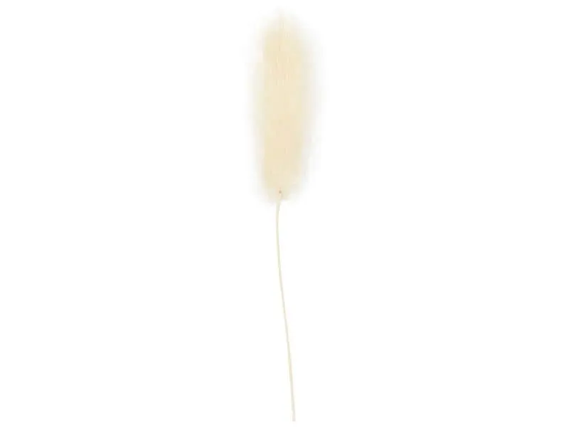 Creativ Company Trockenblumen Federgras 3-7 cm, 6 Stück