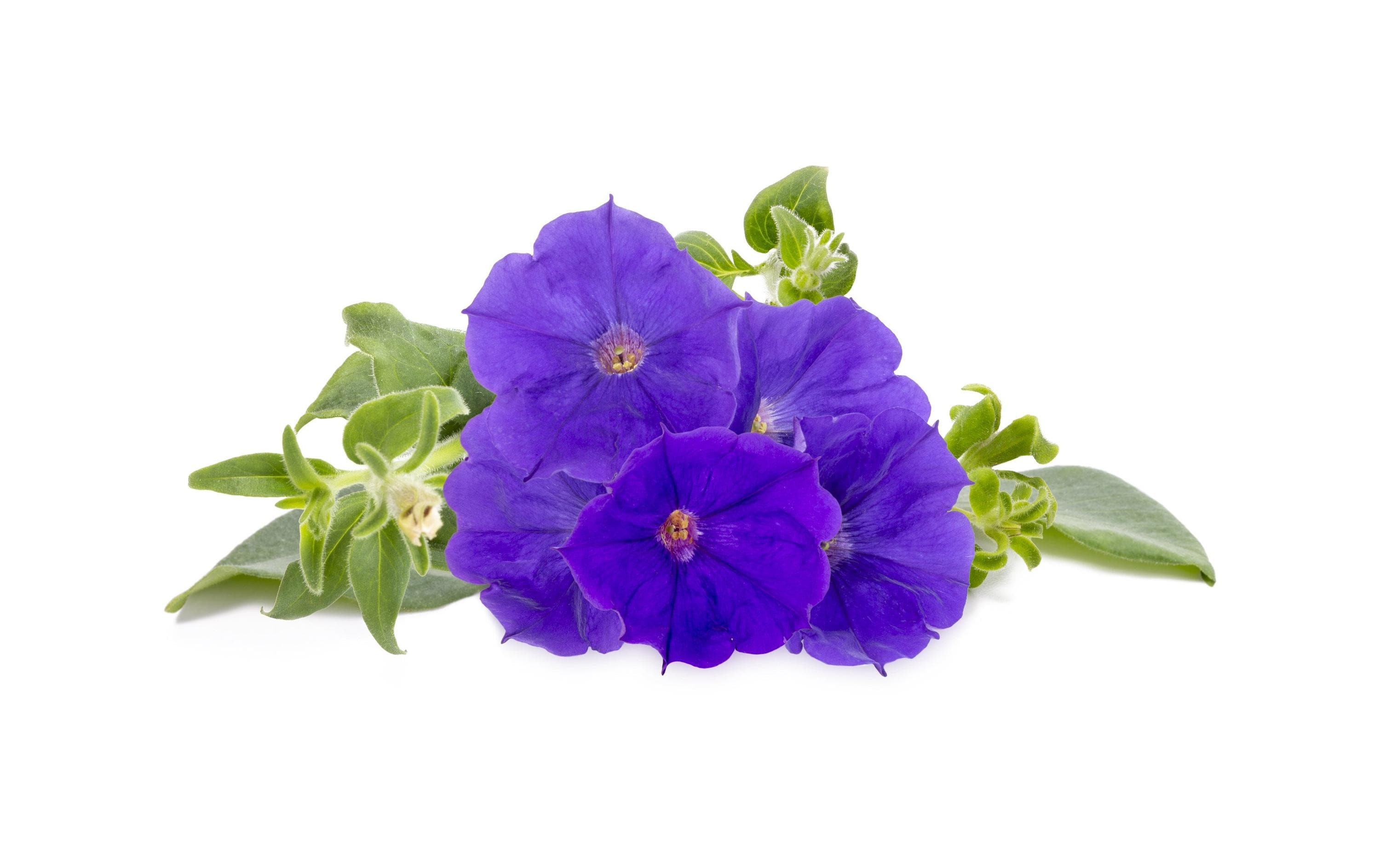 Click and Grow Saatgut Blaue Petunie 3er-Pack Click and Grow Saatgut Blaue Petunie 3er-Pack