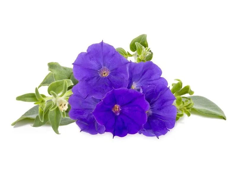 Click and Grow Saatgut Blaue Petunie 3er-Pack