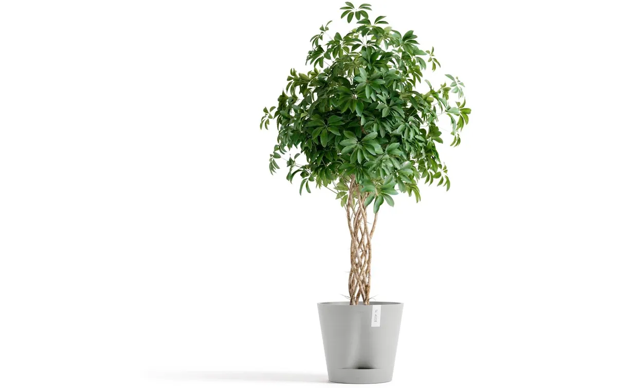 Ecopots Blumentopf Venice 2 Ø 40 cm Hellgrau Ecopots Blumentopf Venice 2 Ø 40 cm Hellgrau