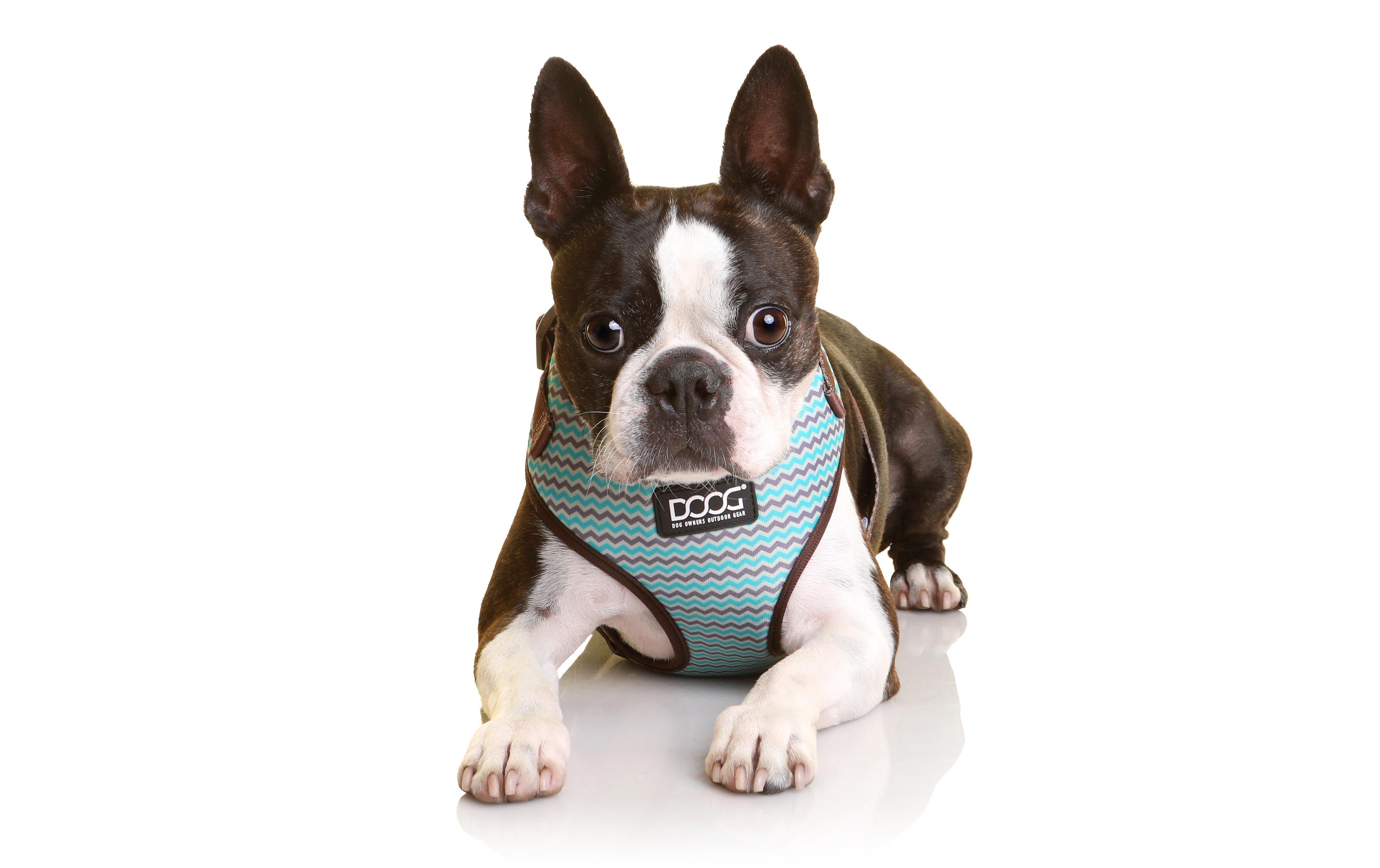 Doog Geschirr Neoflex Benji S Braun / Blau