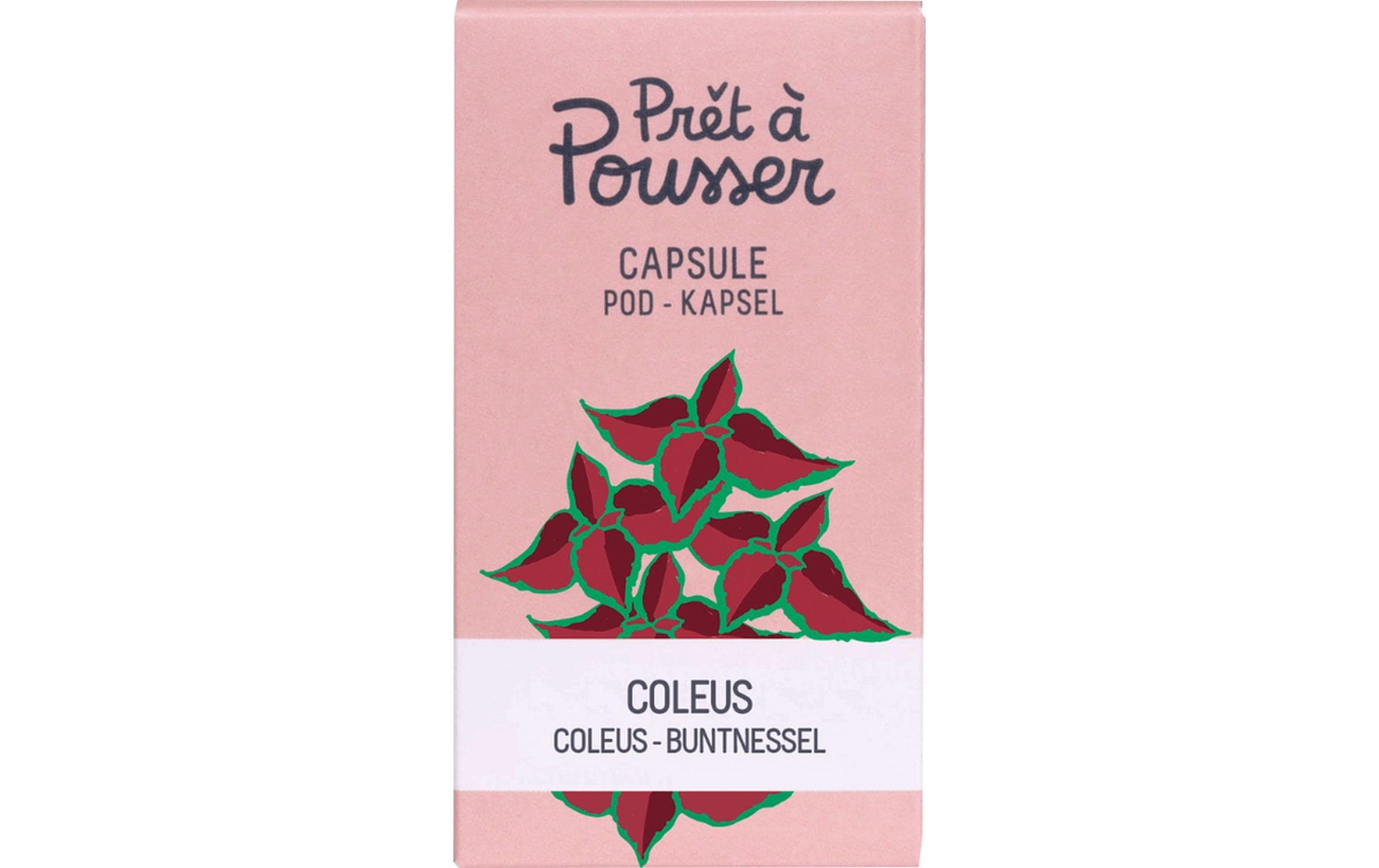 Prêt à Pousser Samen Coleus Prêt à Pousser Samen Coleus