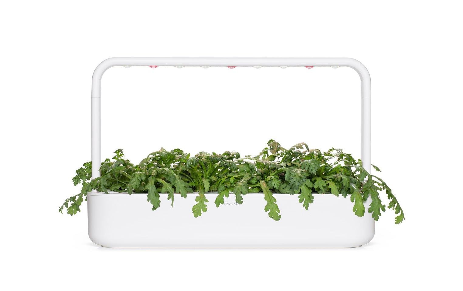 Click and Grow Samen Shungiku 3er-Pack Click and Grow Samen Shungiku 3er-Pack