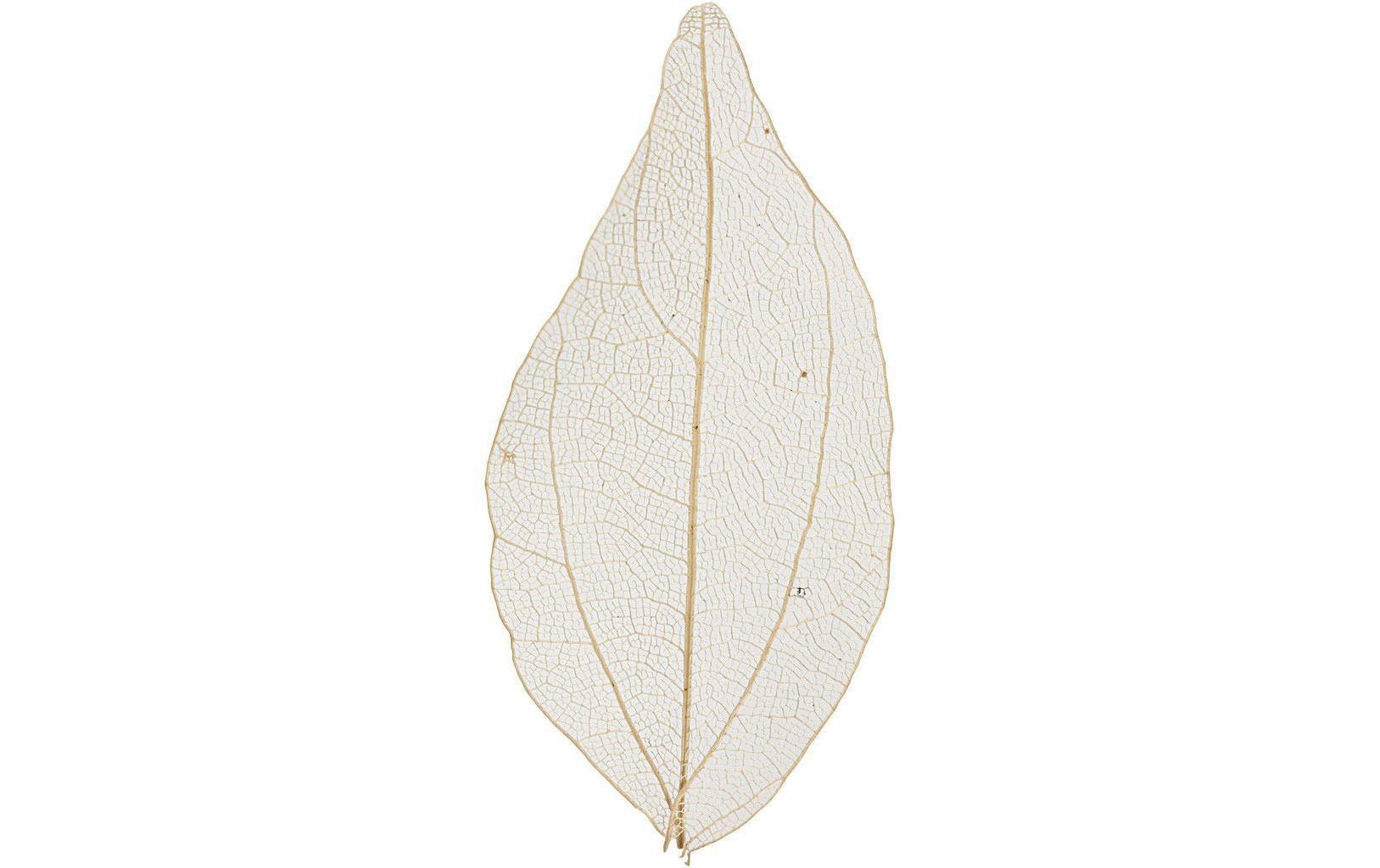 Creativ Company Papierdekoration Laubblätter, Nature, 20 Stück Creativ Company Papierdekoration Laubblätter, Nature, 20 Stück