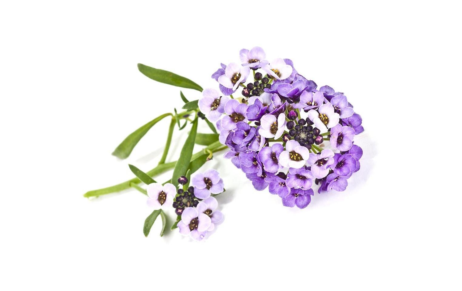 Click and Grow Saatgut Strand-Silberkraut 3er-Pack