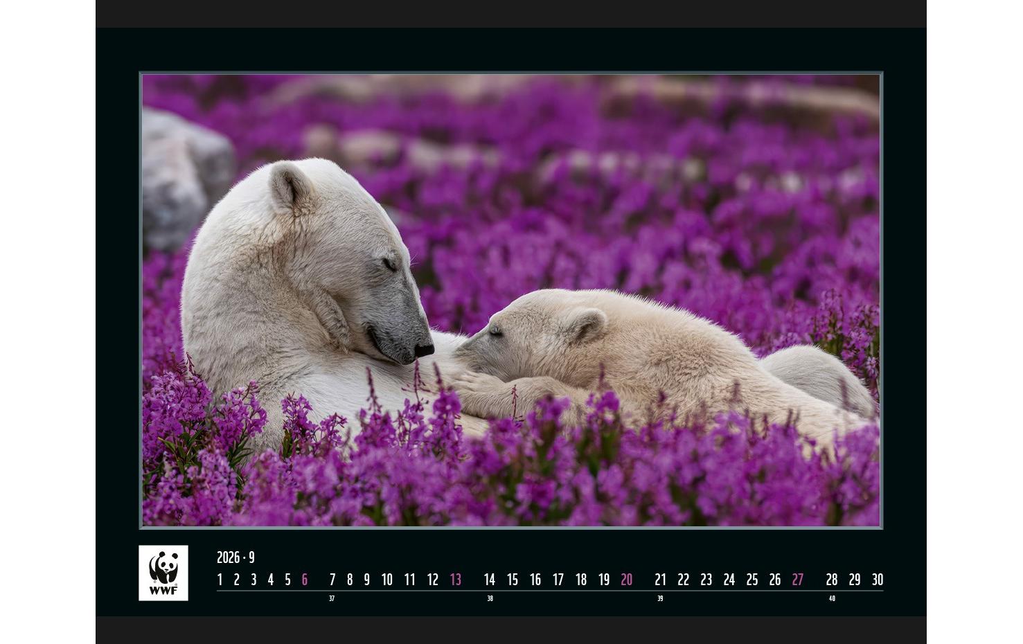 Calendaria Bildkalender 2025 WWF Wildlife