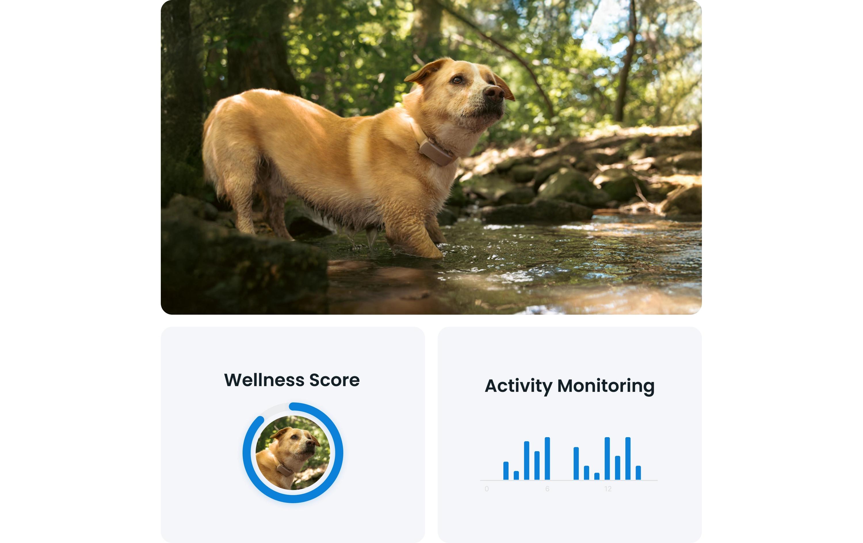 tractive GPS-Tracker DOG 6 Braun