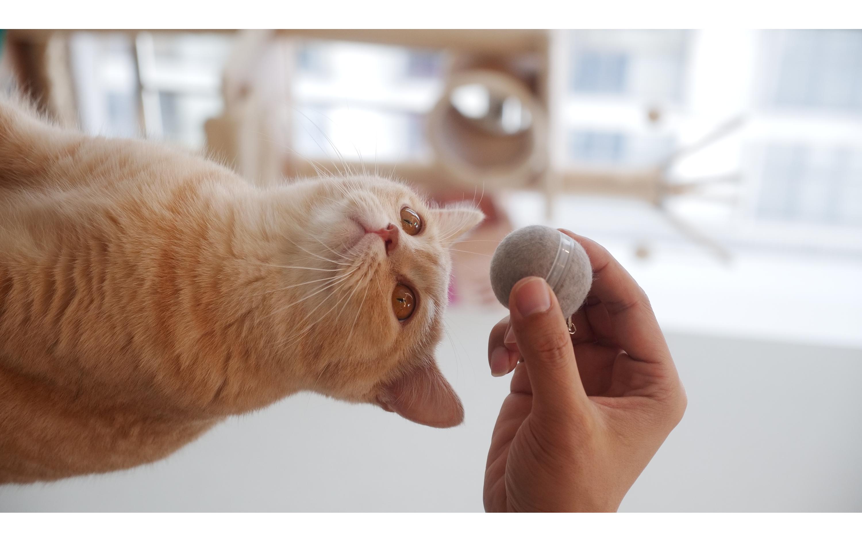 Cheerble Katzen-Spielzeug Ball Ø 42 mm, Grau