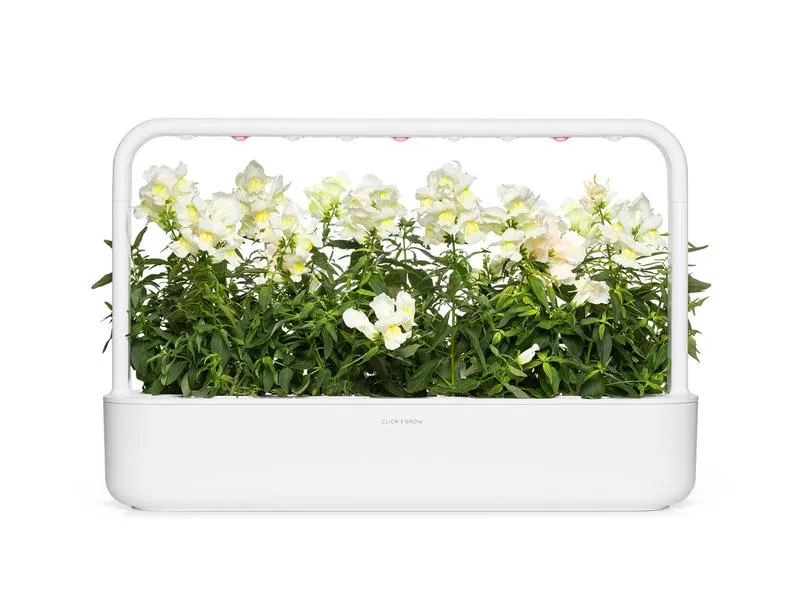Click and Grow Saatgut Weisses Löwenmäulchen 3er-Pack