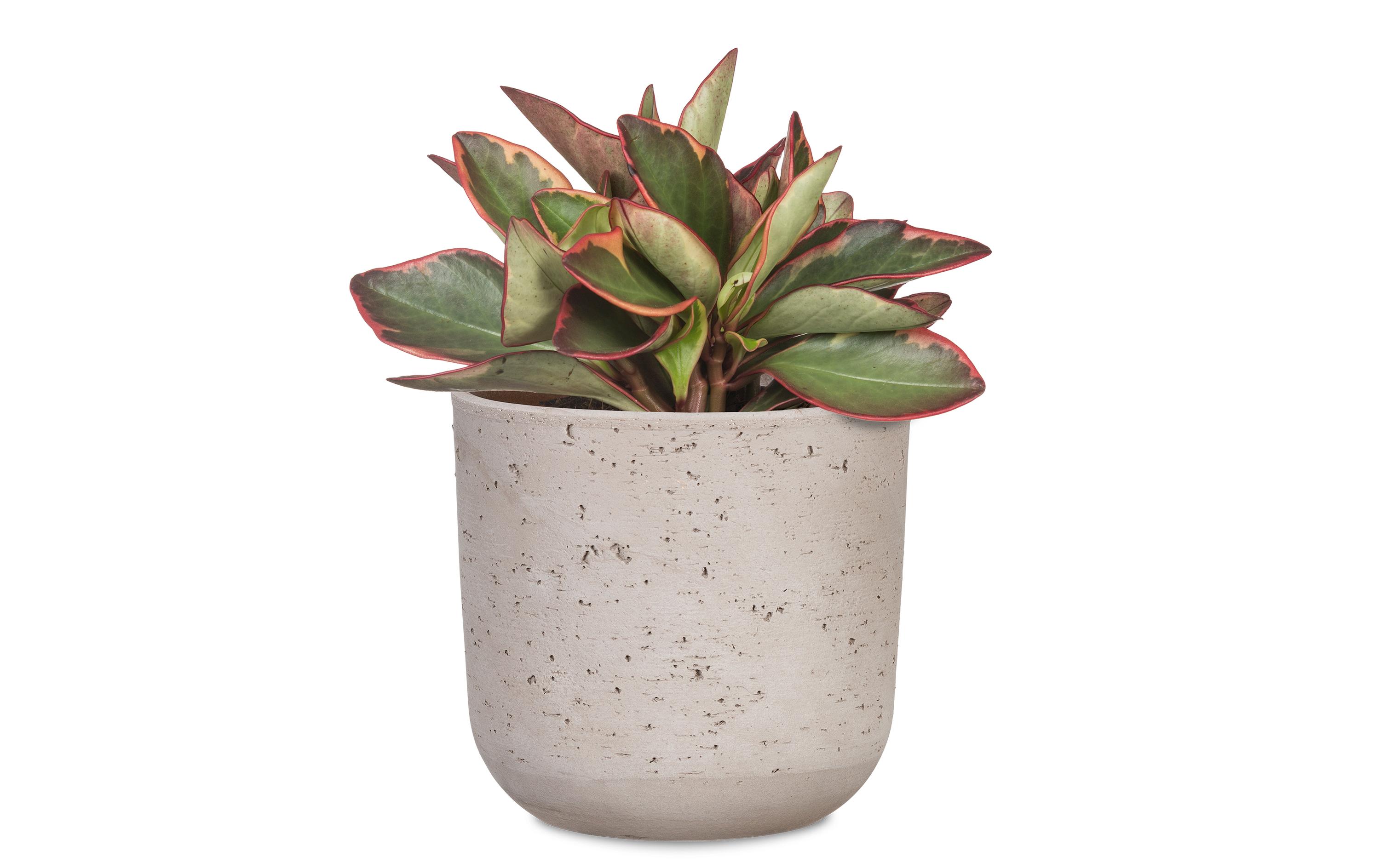 scheurich Blumentopf Basalto 20.2 cm, Grau