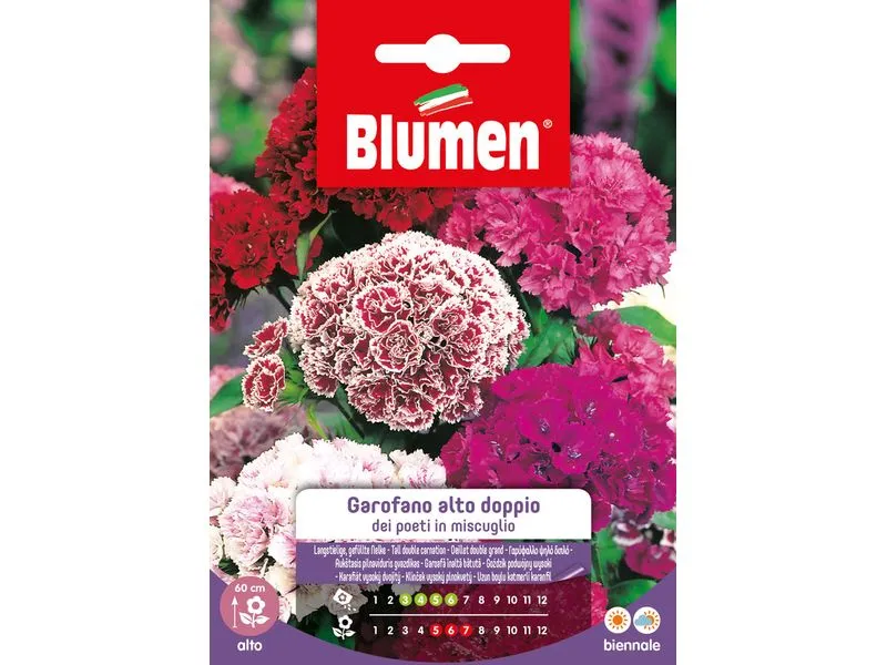 Blumen Saatgut Langstielige, gefüllte Nelke Mix