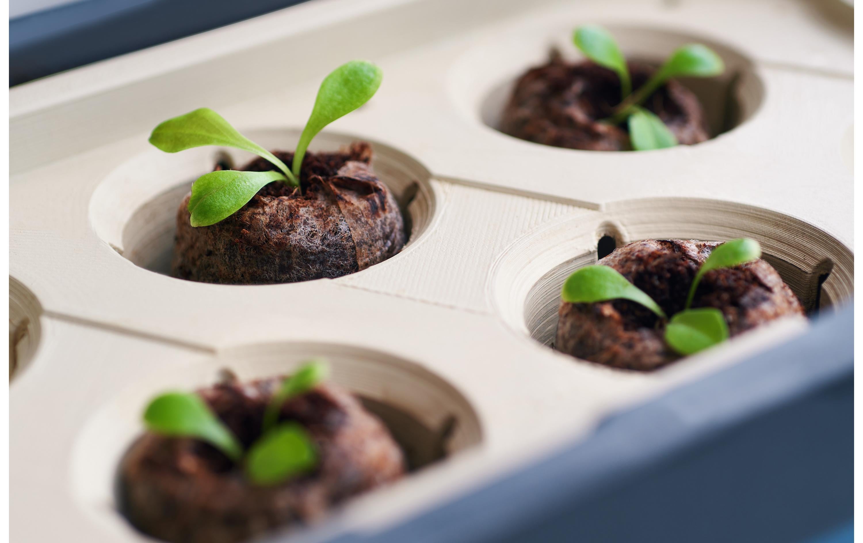 Gusta Garden Kokos-Quelltöpfe HARRY HERBS, 16 Stück