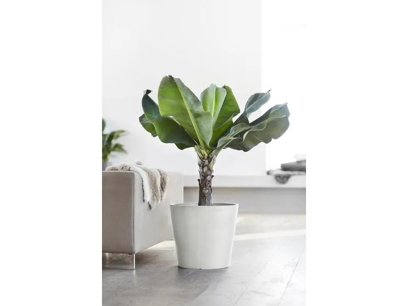 Ecopots Pflanzentopf Amsterdam 40, Weiss Ecopots Pflanzentopf Amsterdam 40, Weiss