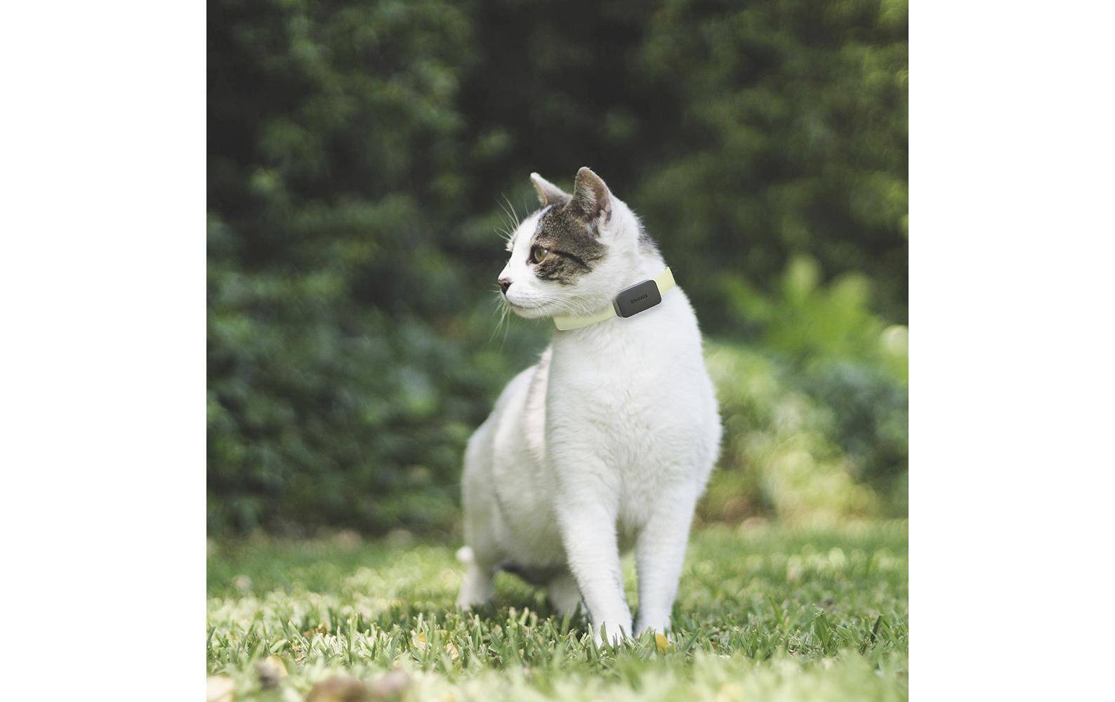 Invoxia GPS-Tracker für Katzen und Hunde