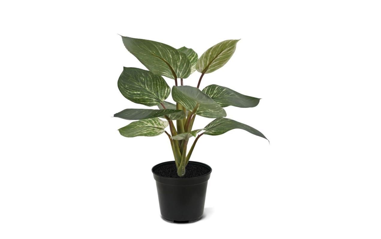 Botanic-Haus Kunstpflanze Philodendron Birkin 30 cm