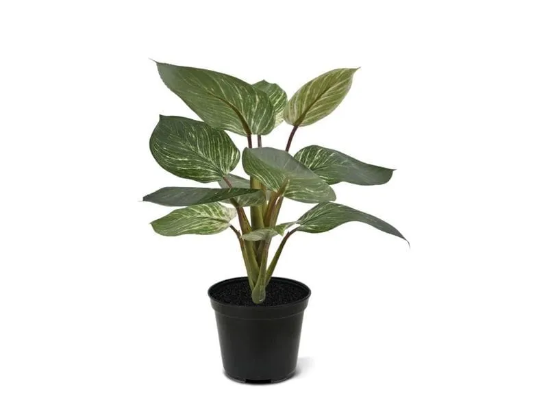 Botanic-Haus Kunstpflanze Philodendron Birkin 30 cm
