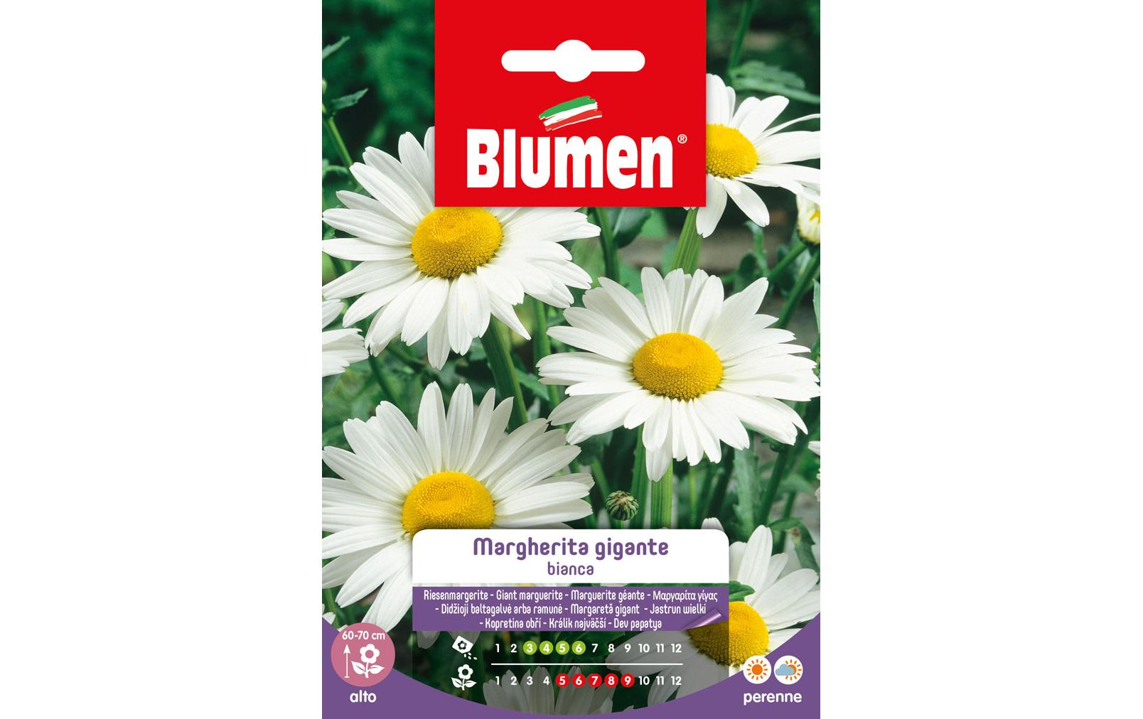 Blumen Saatgut Riesenmargerite