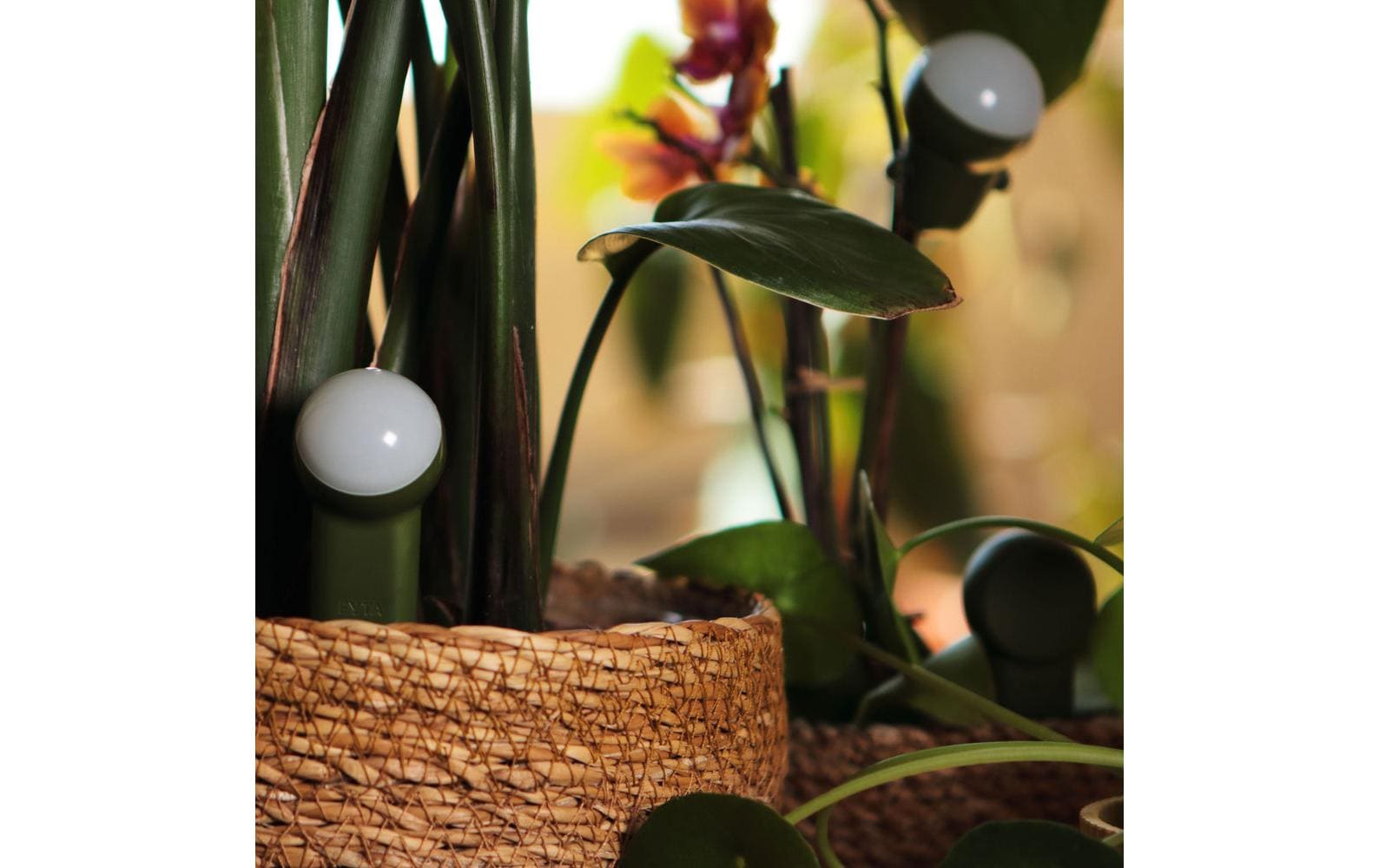 Fyta Tropfer-Set Jungle