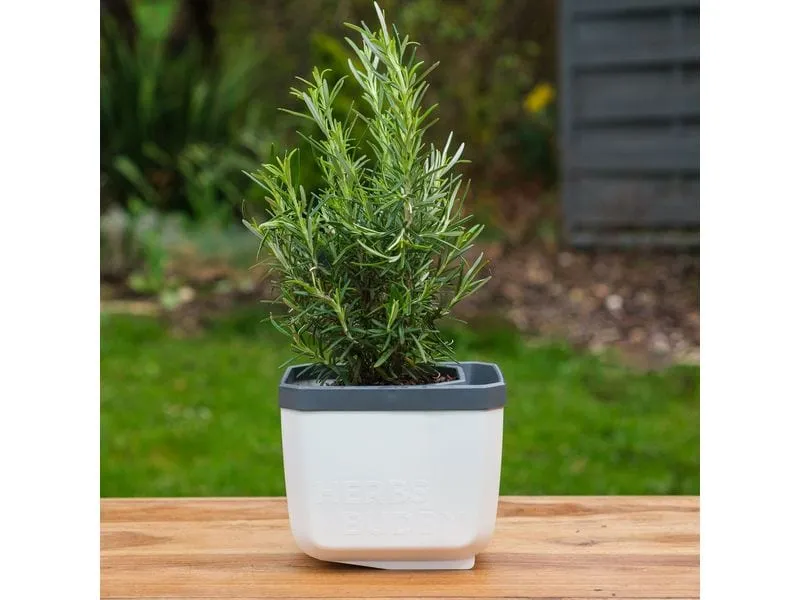 Gusta Garden HERBS BUDDY Kräutertopf 3er Set Weiss Gusta Garden HERBS BUDDY Kräutertopf 3er Set Weiss