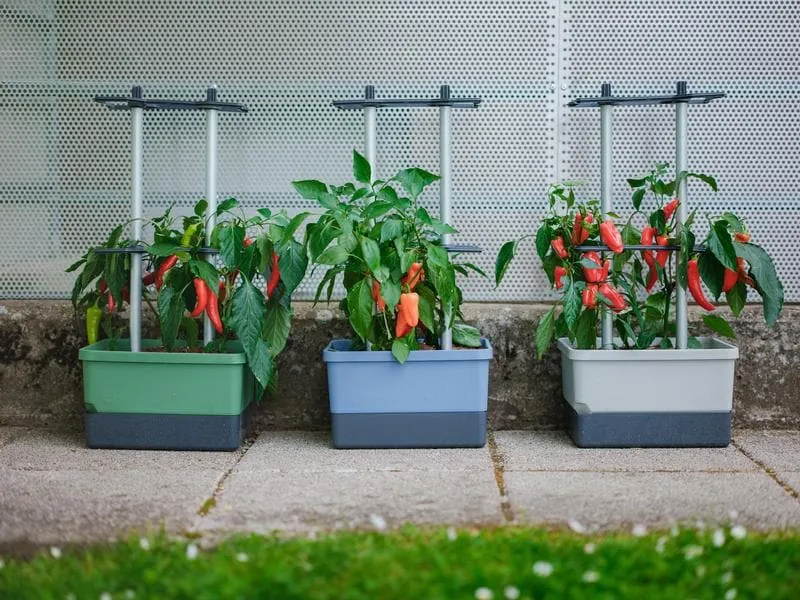 Gusta Garden Pflanzentopf CHARLY CHILI Starterset, Dunkelgrün Gusta Garden Pflanzentopf CHARLY CHILI Starterset, Dunkelgrün