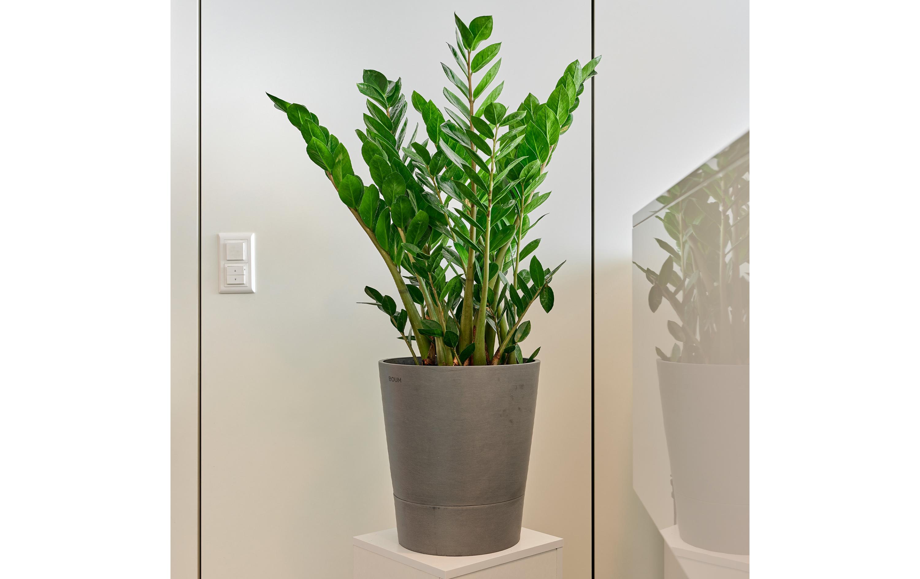 Boum Pflanzentopf 15 l Grau