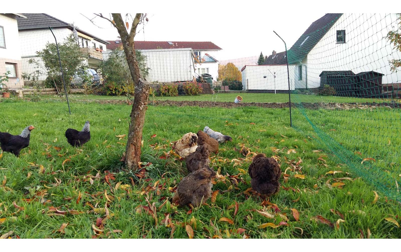 Sanilu Hühnerzaun, 180 cm, Grün