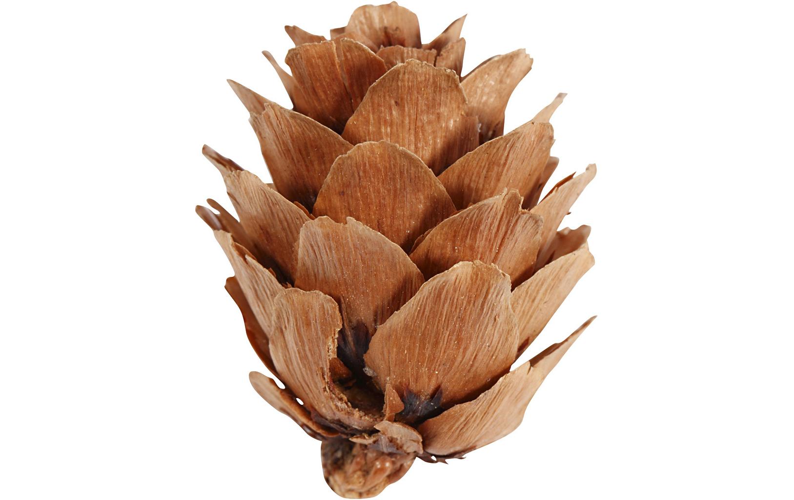 Creativ Company Tannenzapfen 12 Stück Creativ Company Tannenzapfen 12 Stück