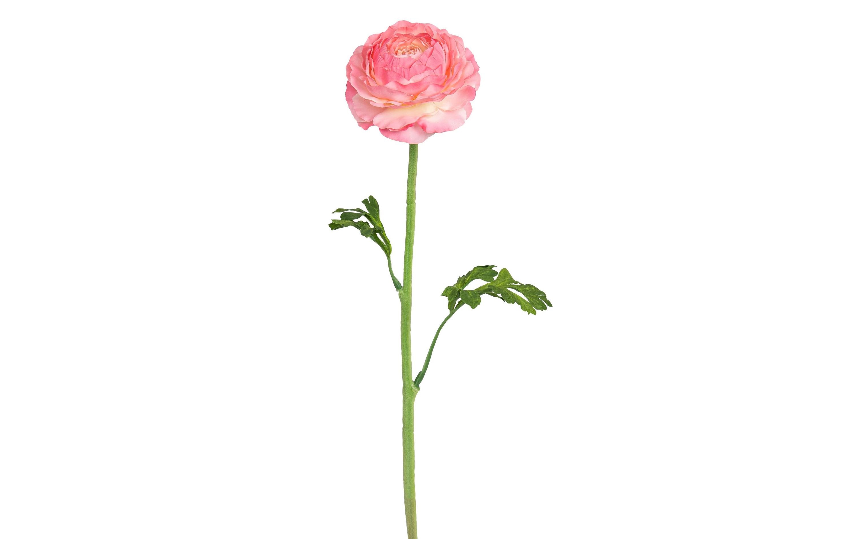 Botanic-Haus Kunstblume Ranunkel Rosé-Weiss, 50 cm