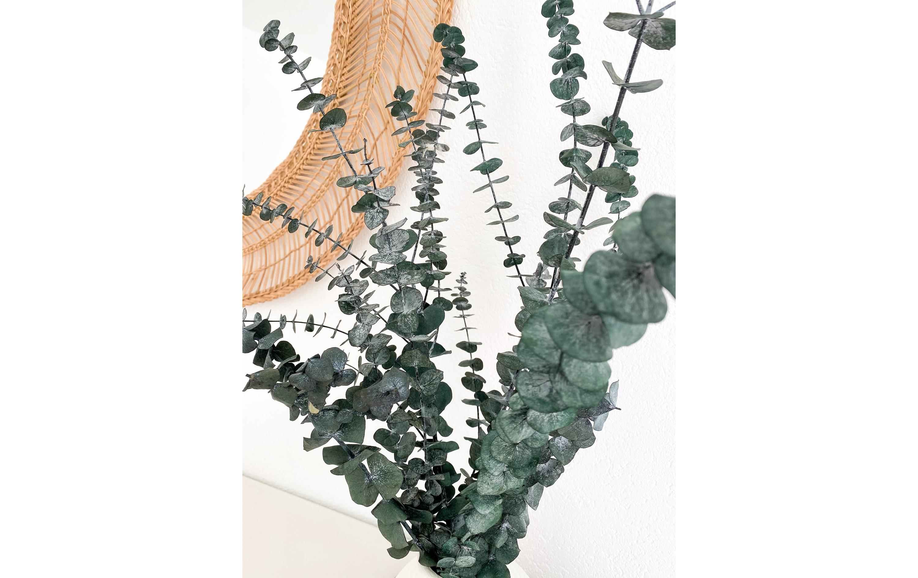 Soli Collection Trockenblumen Eukalyptus 40-55 cm, Grün Soli Collection Trockenblumen Eukalyptus 40-55 cm, Grün