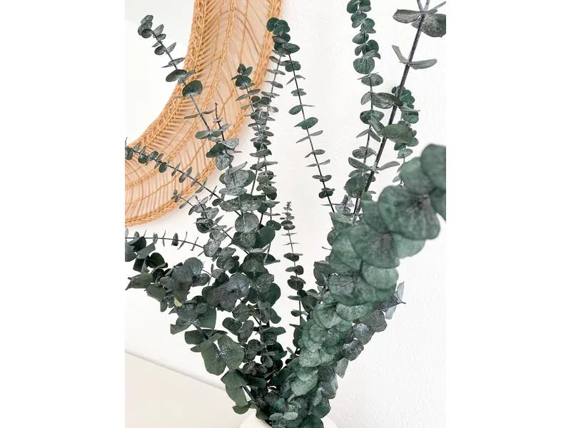 Soli Collection Trockenblumen Eukalyptus 40-55 cm, Grün
