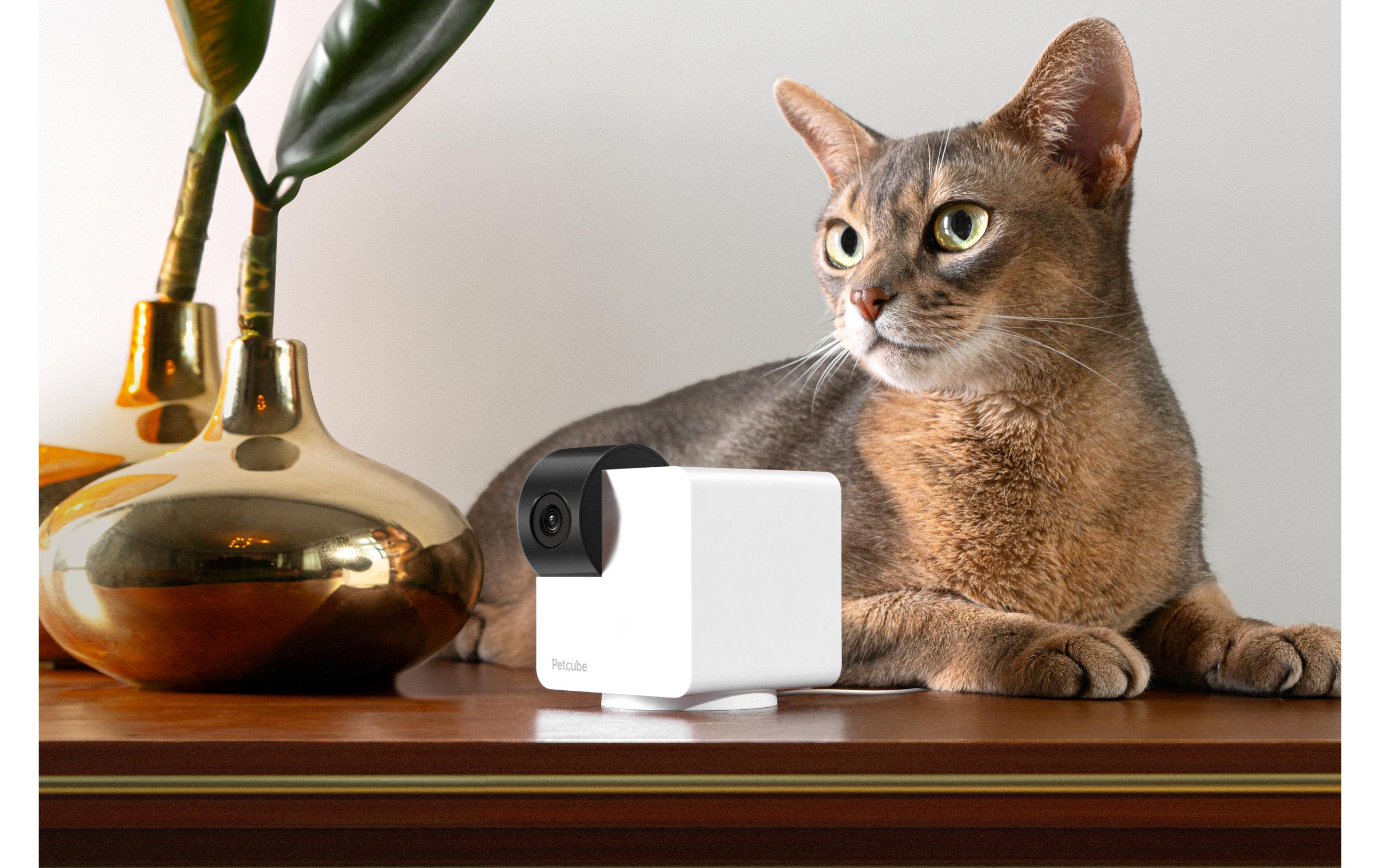 Petcube Haustierkamera 360 Cam