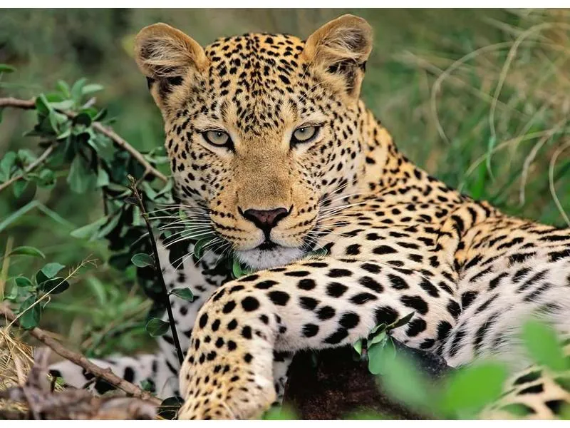 Ravensburger Puzzle Vio die Leopardin Ravensburger Puzzle Vio die Leopardin