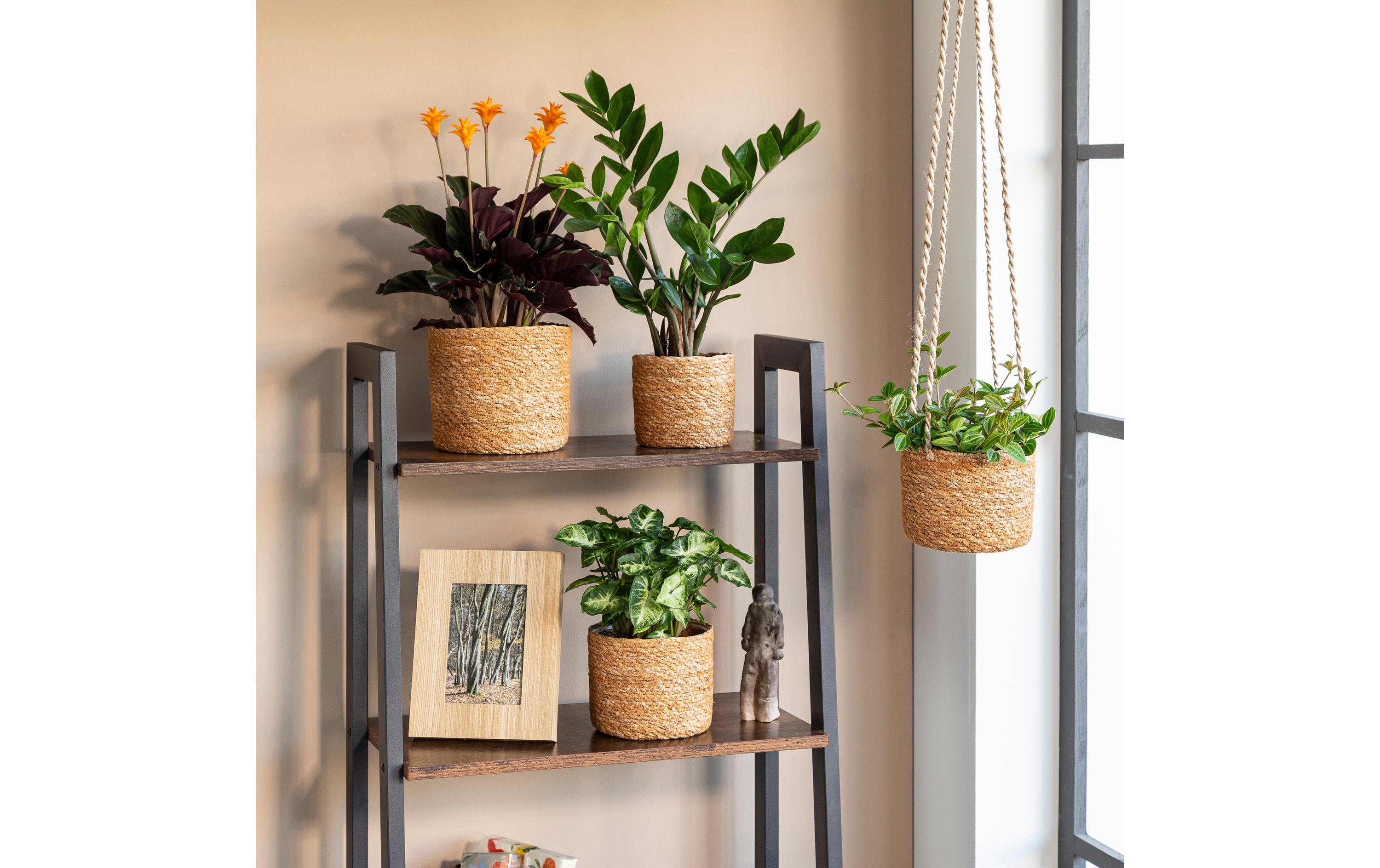 scheurich Blumenampel mit Folie 17 x 15 cm, Walnuss