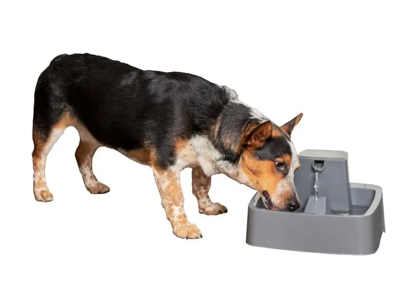 PetSafe Wasserautomat Drinkwell Trinkbrunnen PET, 3.7 l