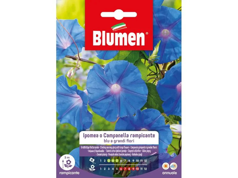 Blumen Saatgut Grossblütige Kletterwinde
