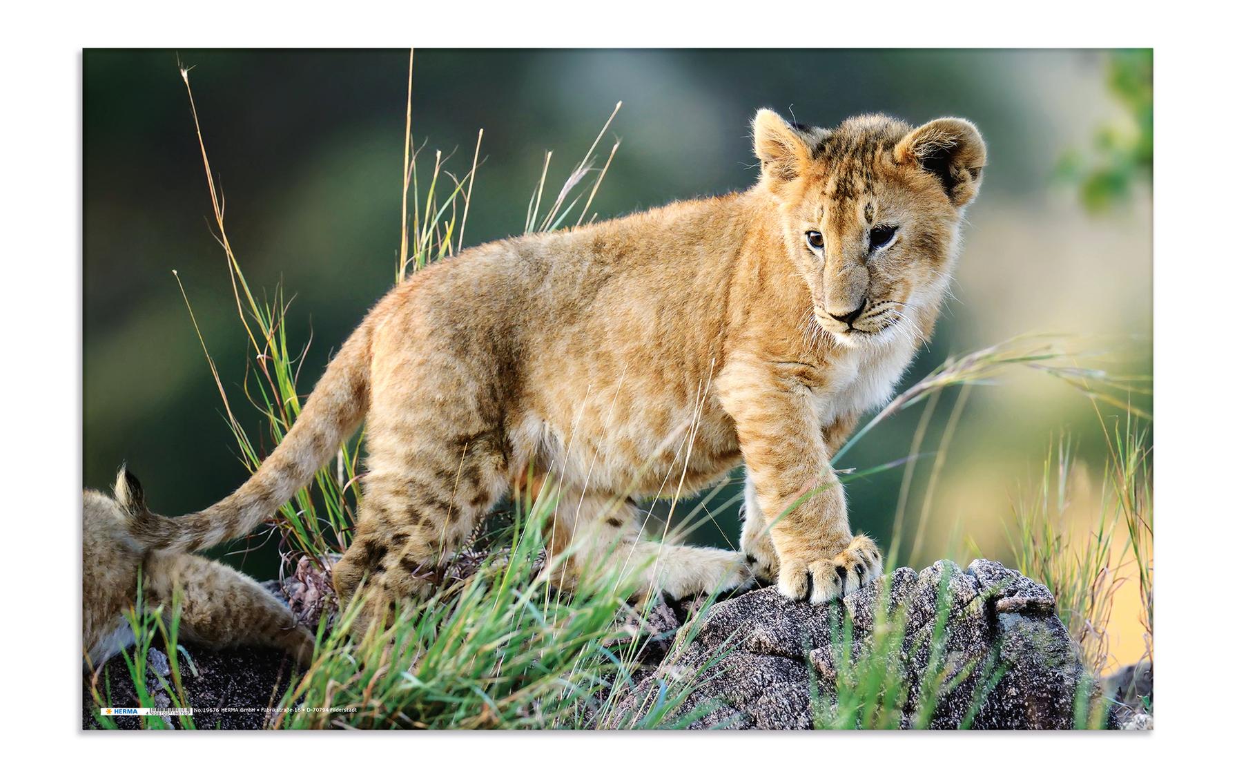 HERMA Schreibunterlage Afrika Tiere 55 x 35 cm