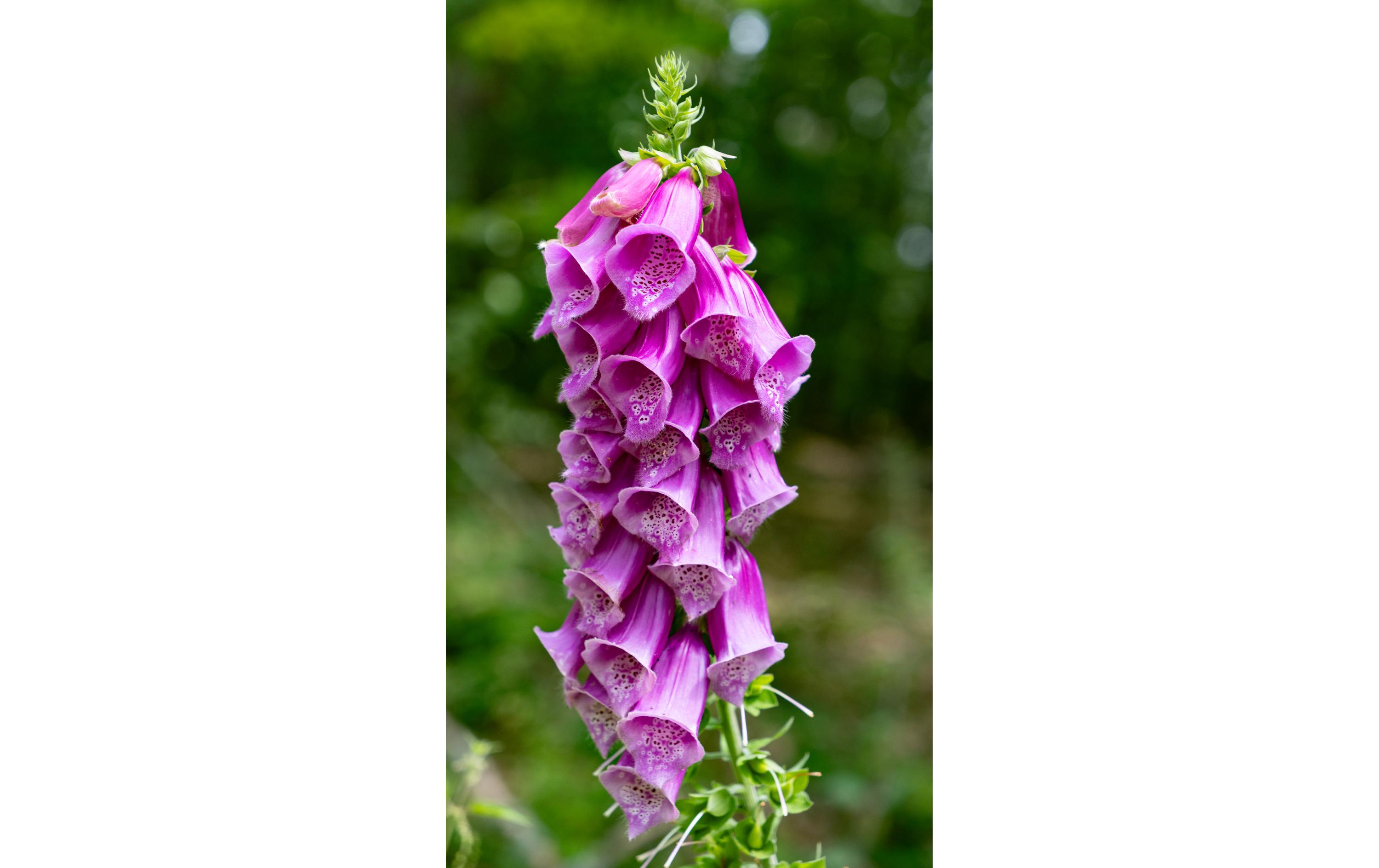 Sigma Zoomobjektiv 18-50mm F/2.8 DC DN Canon RF Sigma Zoomobjektiv 18-50mm F/2.8 DC DN Canon RF