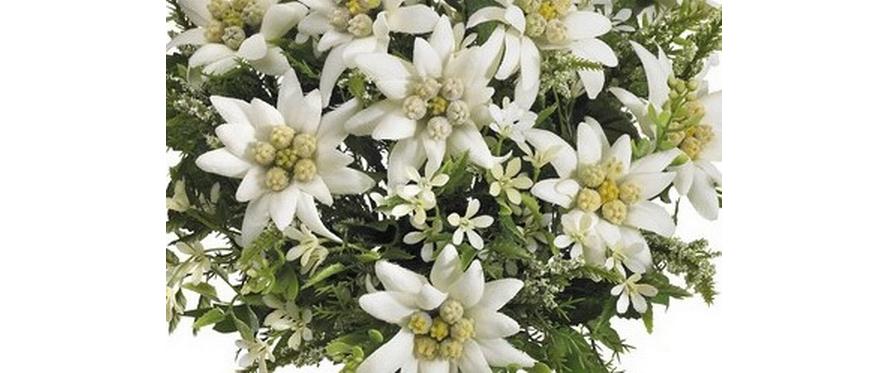 Botanic-Haus Kunstblume Edelweiss-Strauss 29 cm