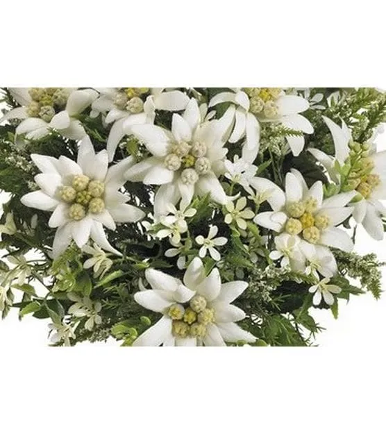 Botanic-Haus Kunstblume Edelweiss-Strauss 29 cm