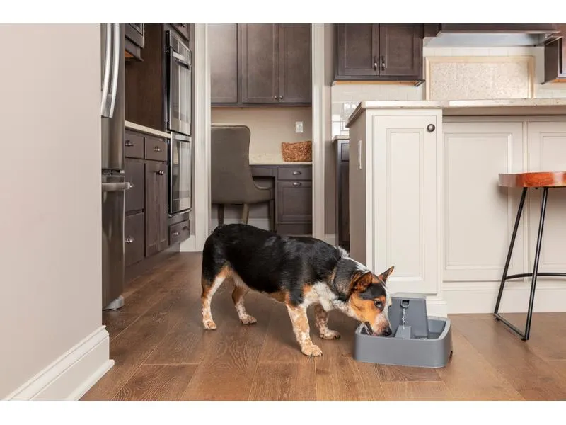 PetSafe Wasserautomat Drinkwell Trinkbrunnen PET, 3.7 l PetSafe Wasserautomat Drinkwell Trinkbrunnen PET, 3.7 l