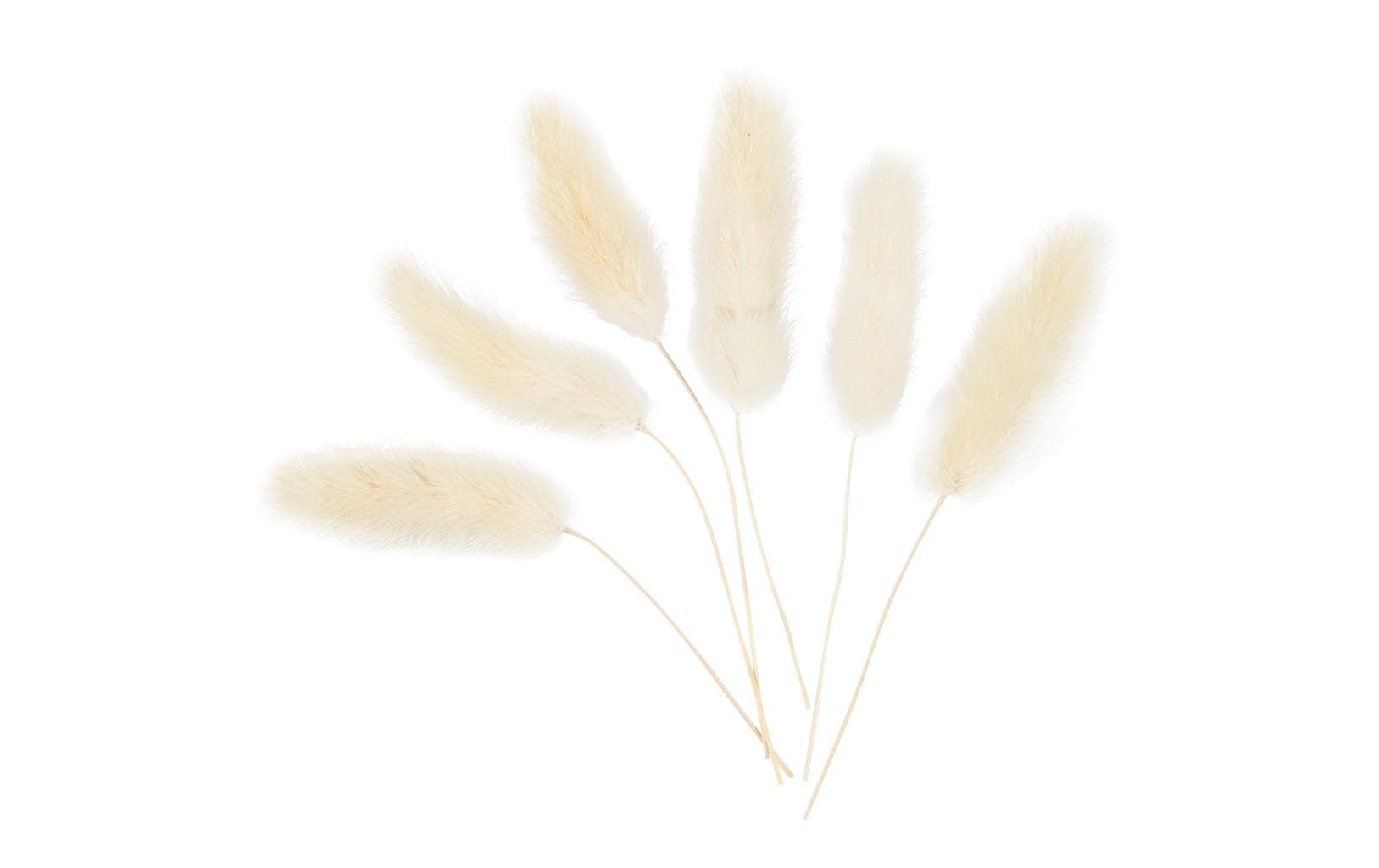 Creativ Company Trockenblumen Federgras 3-7 cm, 6 Stück Creativ Company Trockenblumen Federgras 3-7 cm, 6 Stück