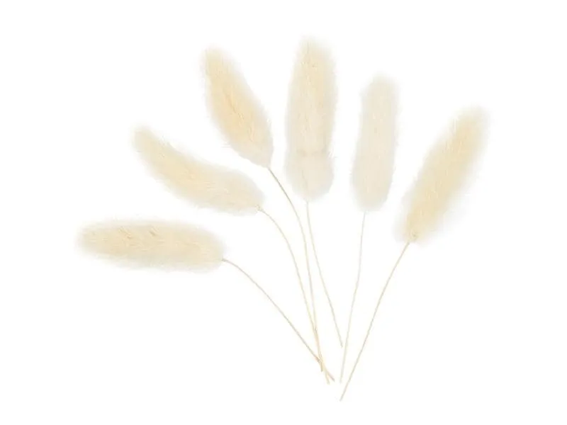 Creativ Company Trockenblumen Federgras 3-7 cm, 6 Stück